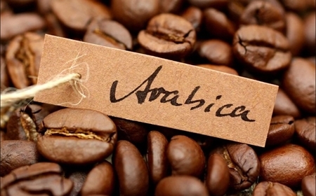 Cà phê Arabica cầu đất – dòng nguyên liệu Arabica tuyệt vời của Việt Nam