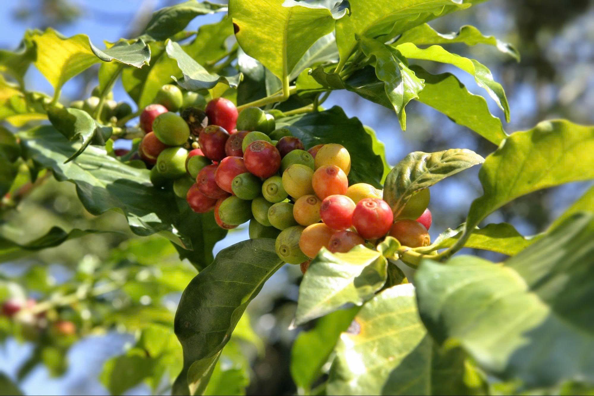 Khe Sanh – Quảng Trị: Vùng trồng Arabica đầy tiềm năng