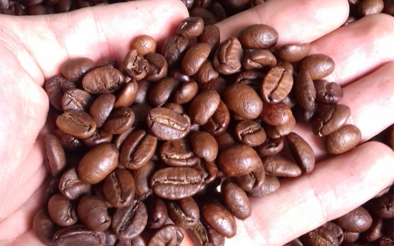 sỉ c&agrave; ph&ecirc; hạt robusta