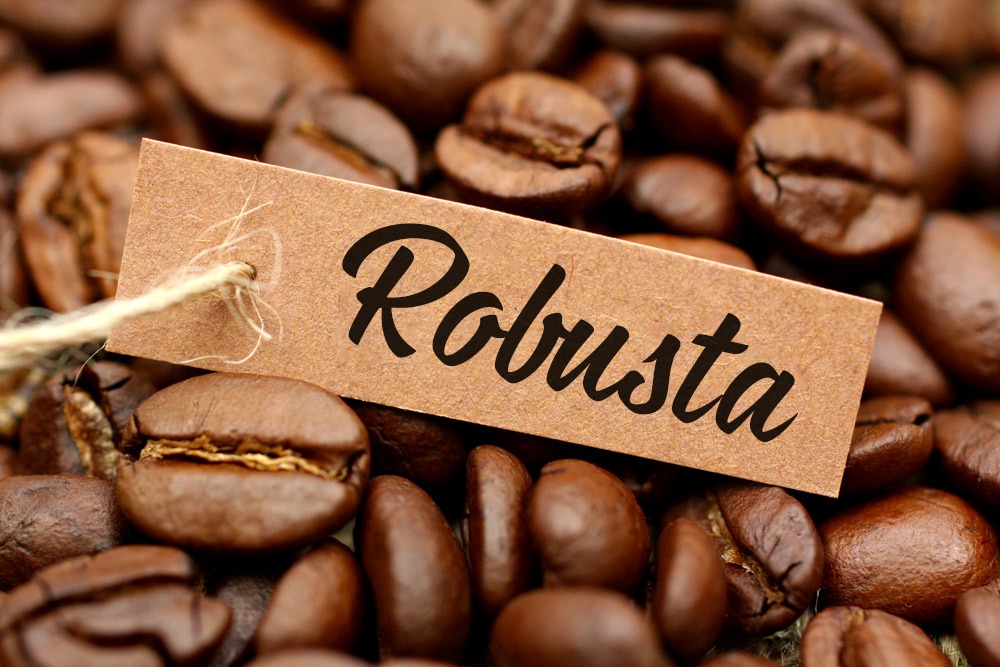 Cà phê hạt robusta