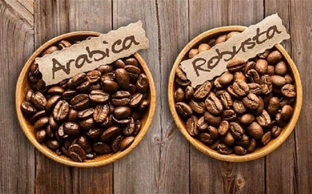 Bán cà phê hạt giá sỉ Arabica & Robusta cho quán cà phê – Sơn Việt Coffee