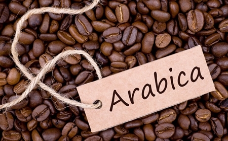 Cà phê Arabica là gì? Những đặc điểm thú vị của cà phê Arabica