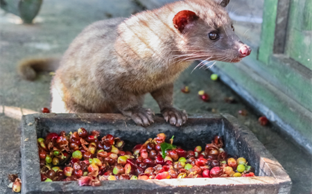 Cà phê chồn Pleiku – Nét quý tộc của cao nguyên