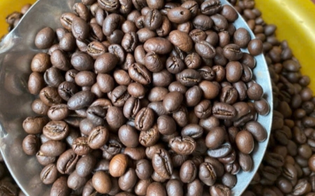 Cà Phê Hạt Robusta Là Gì? Đặc Điểm Và Hương Vị
