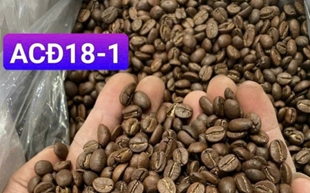 Cà phê nhân rang Sơn Việt Coffee – Nguồn gốc & chất lượng