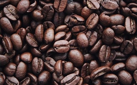 Cây Cà phê Arabica – Nguồn Gốc Và Đặc Điểm Phân Loại 