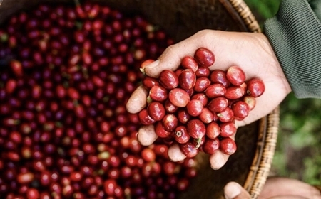 Fine Robusta Là Gì? Khám Phá Dòng Cà Phê Robusta Chất Lượng Cao