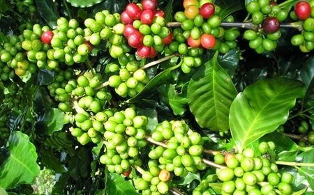 Giá cà phê tiếp tục giảm, thị trường đối mặt với biến động khó lường