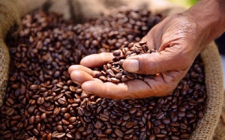 Giới thiệu địa điểm mua cà phê hạt ở TPHCM tuy tín chất lượng