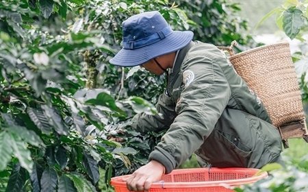 Những điều cần biết về cà phê nhân xanh