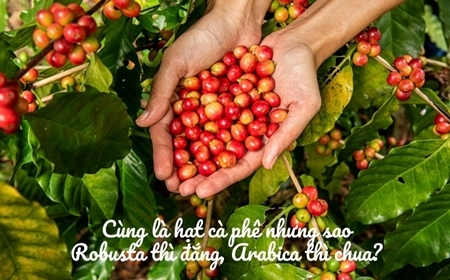 Robusta thì đắng, Arabica thì chua?