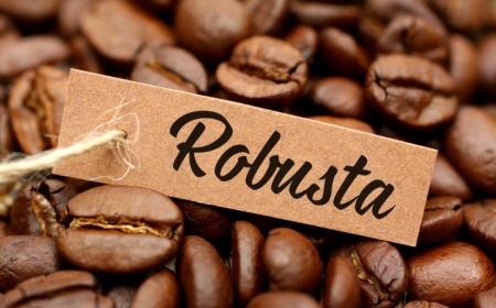 So Sánh Cà Phê Hạt Robusta Và Arabica: Nên Chọn Loại Nào?