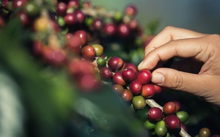 Tỷ Lệ Trái Chín Ảnh Hưởng Gì Đến Chất Lượng Cà Phê Rang Xay?